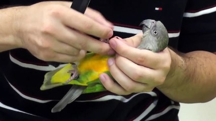 Kili Senegal Parrot - How to File Parrot Nails