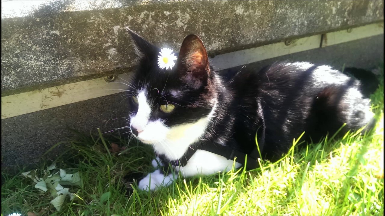 Ed Sheean- Unser Paul the Cat