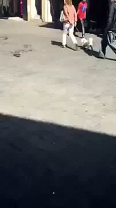 Cat attacked dog