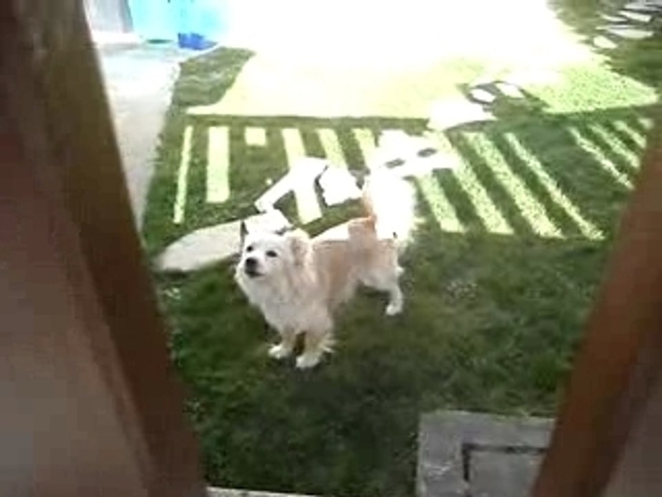 Pipok le chien qui aboit tout le temps