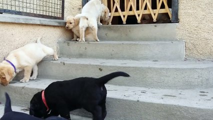 Chiots Fossette X Hamilton 2015 - 5