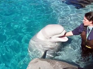 Beluga Whales at Mystic Aquarium