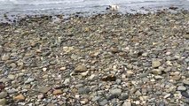 Un chien découvre un bébé dauphin échoué sur une plage