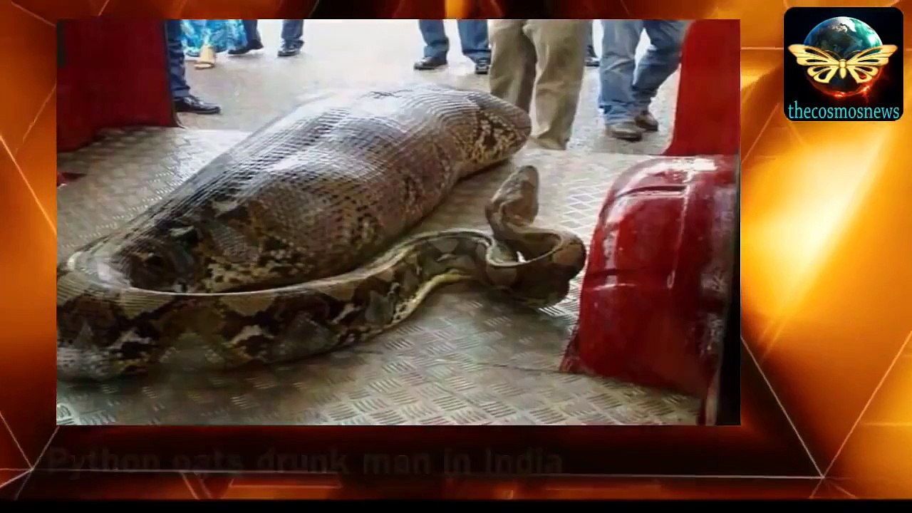 لطف  ثعبان يبتلع شاب هندي سكران