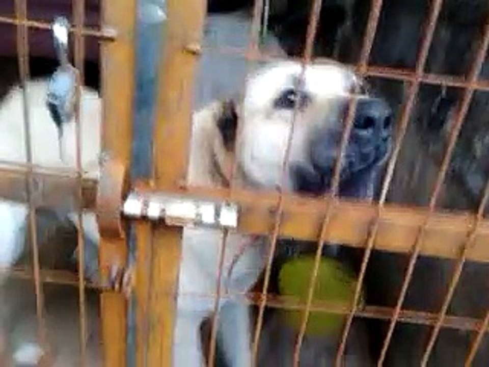 aksaray malaklı sı  36 aylık 90 kg 89 cm