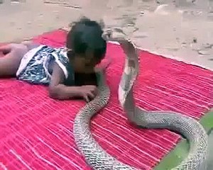 طفل يلعب مع أفعى الكوبرا شي ايخوف