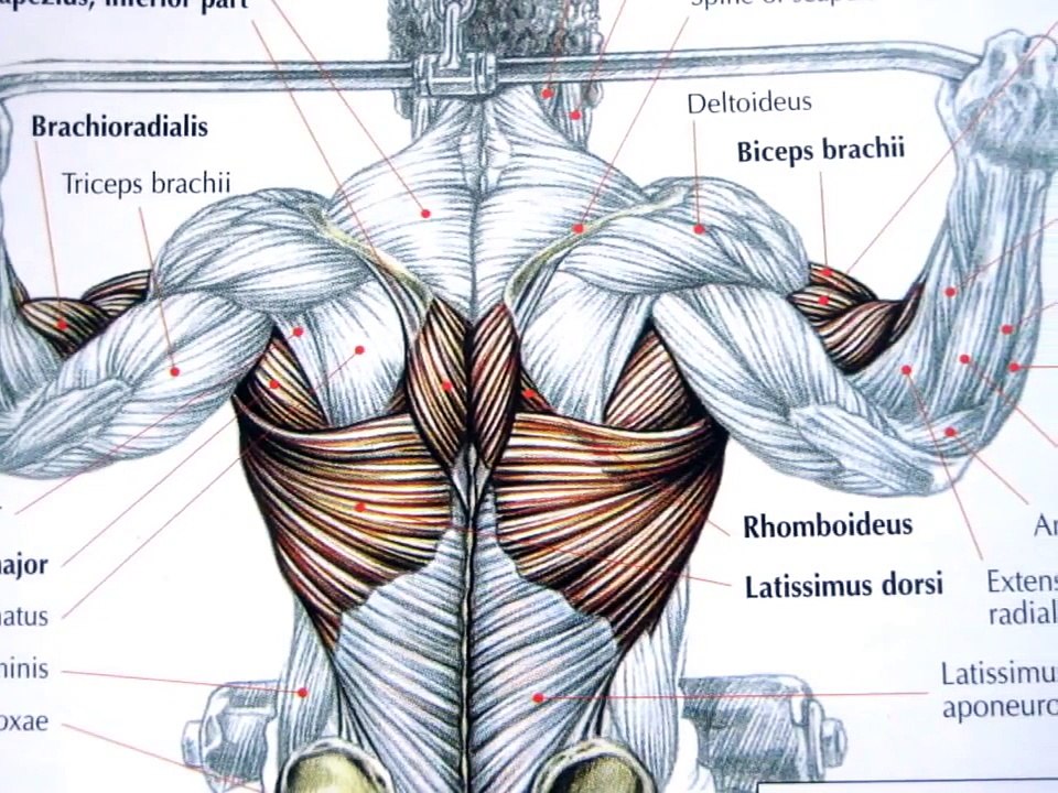Bodybuilding back exercises and anatomy