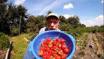 Gesunde Erdbeeren aus dem eigenen Garten ernten