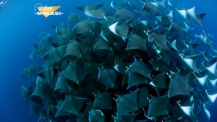 GÖÇ EDEN VATOZLARIN HİPNOTİZE EDEN GÖRÜNTÜSÜ_1