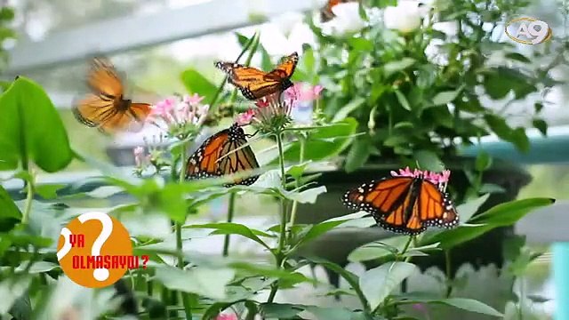 Ya Olmasaydı? 4 - Hayvanların olmadığı bir dünya nasıl olurdu?