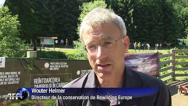 Roumanie : un troupeau de bisons découvre la liberté