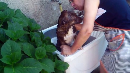Cão engraçado a tomar banho, funny dog