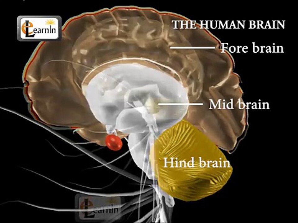 Human brain and its parts - Biology