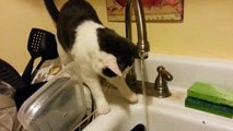 Chow Yun Cat poking at water faucet