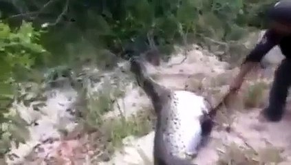 گاؤں والوں نے مردہ سانپ کا پیٹ کاٹ ڈالا، اندر سے کیا نکلا؟ کوئی بھی تصور نہ کرسکتا تھا