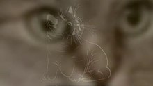 кошка ест салат