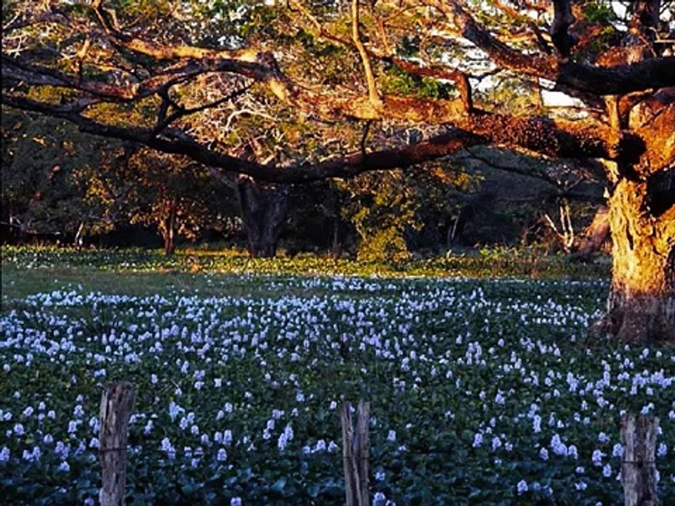 El Gaban y la Gabana Hector Hernandez Venezuela