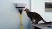 Clever Cat escapes from owner!