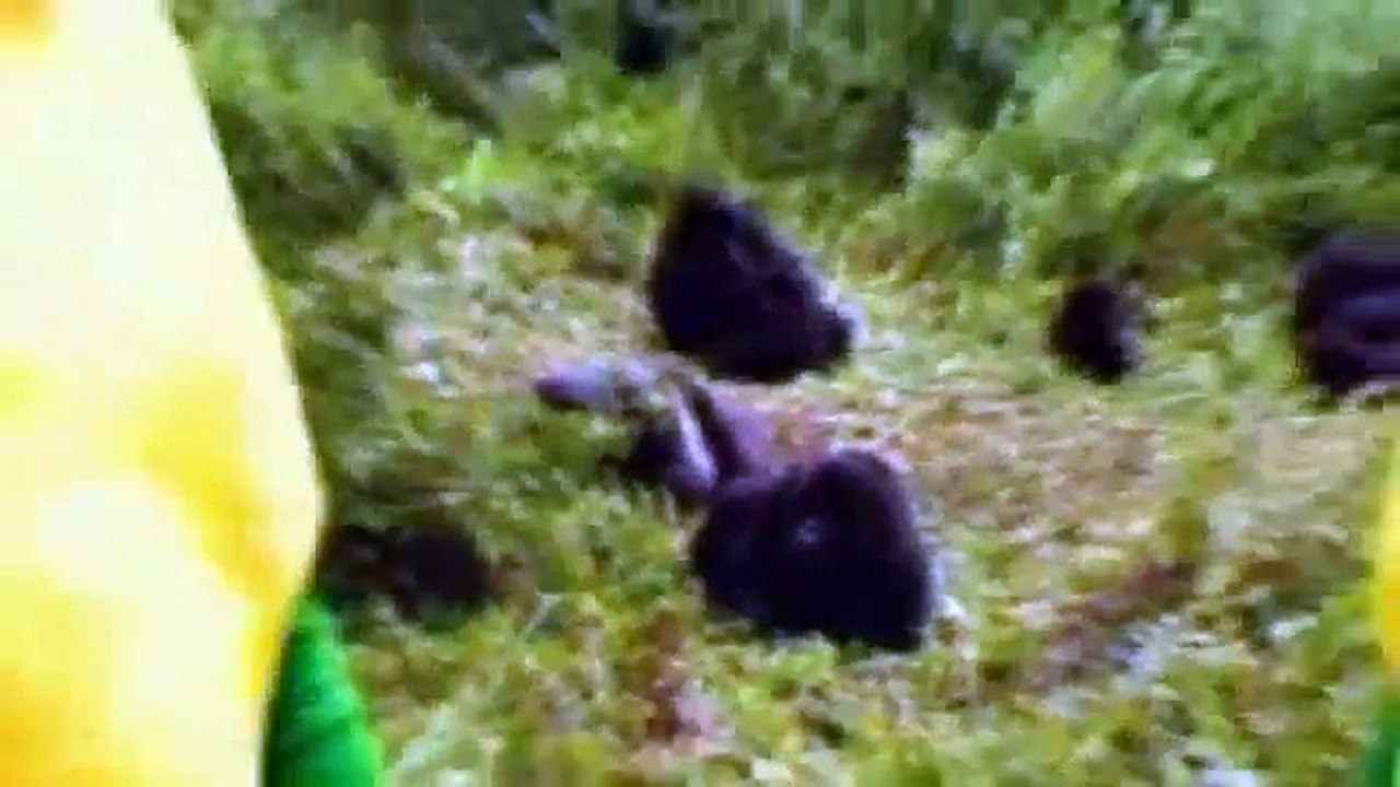 Gorillas & Banana suits, Banana Moonshine 'Wildboyz