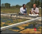 Depuración de aguas contaminadas con algas