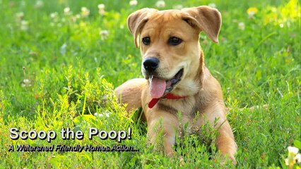 Scoop the Poop! A Watershed Friendly Homes Action