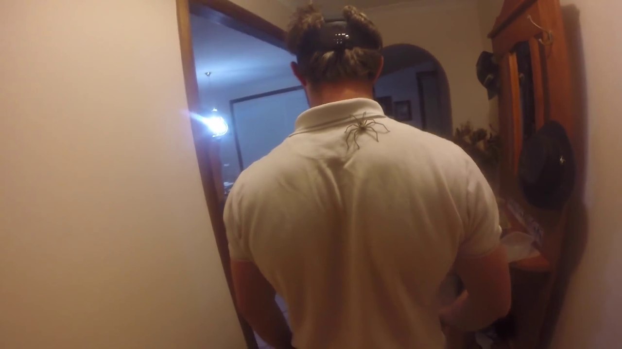 Jouer avec une araignée géante : flippant!