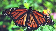 Monarch butterflies use medicinal plants