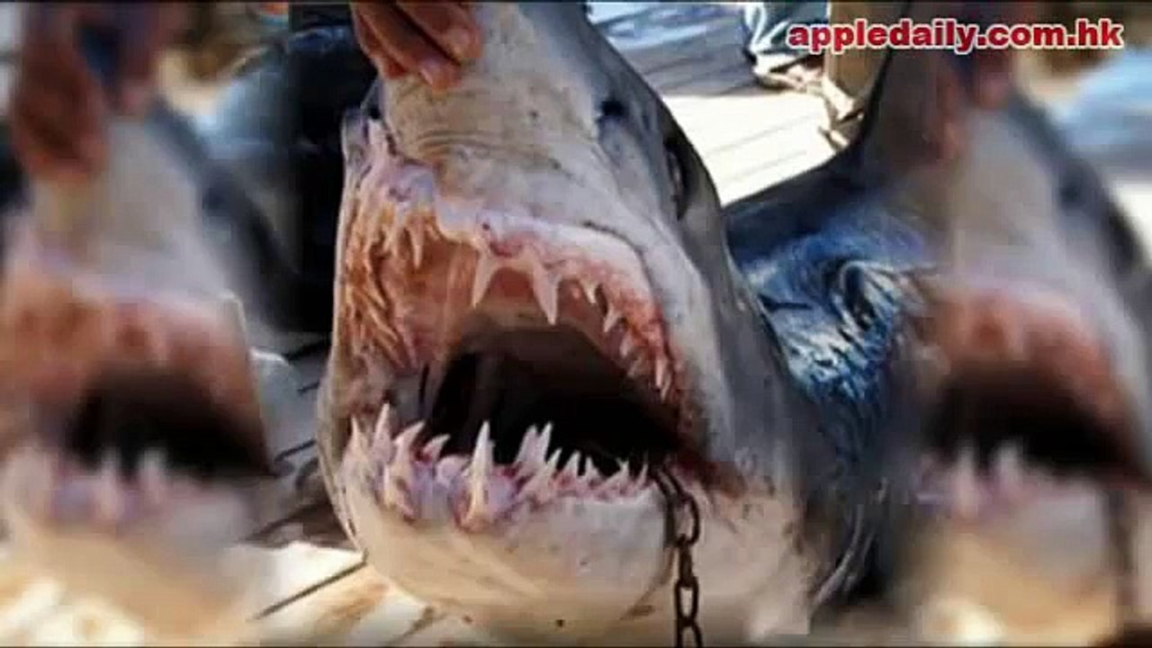 過度捕魚惡果　鯊魚紅海咬死女遊客