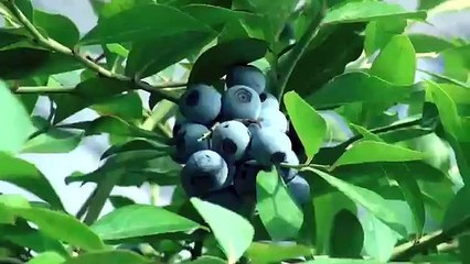 ブルーベリーの挿し木 緑枝挿し Video Dailymotion