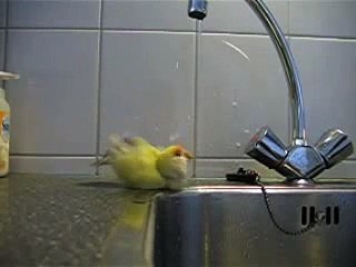 Love Bird taking a shower :)