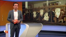 Neue Rinderseuche ORF heute österreich