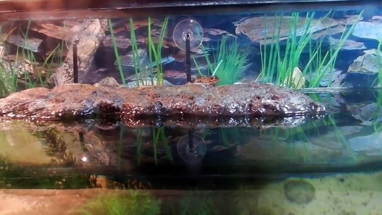 Leopard Frog Eating Cricket