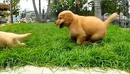 Ohh There pupies are sooo cute