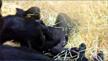 Boy or Girl? Baby Gorilla at Munich Zoo - Mädchen oder Junge? Baby Gorilla Tierpark Hellabrunn