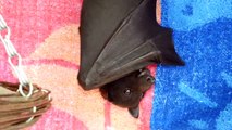 babies mega bat black in care - 04/01/2013