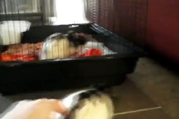 Stumpy -Aggressive Rat example