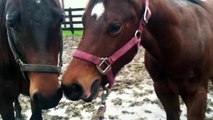 Why do foals and young horses move their mouths funny when meeting new horses?