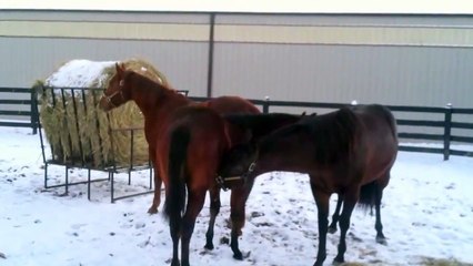 Young horses and 'baby talk', a submissive mouth movement