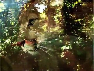 Mountain Lion attacks 14-year-old hunter