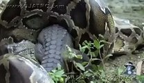 un crocodile se fait engloutir par un énorme anaconda