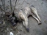 our local government spreads poison in the streats, a lot of dogs eat it and die in agony. we try to save them, but we cant manage to save all. sometimes its incurable here is one of them..