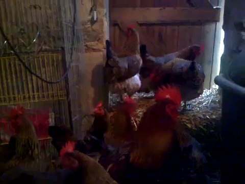 Poule de race marans.