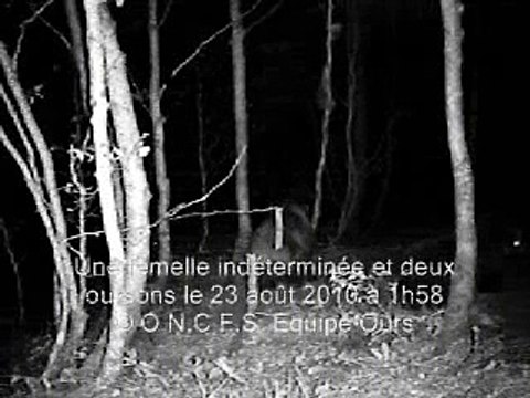 Vidéo Ours Pyrénées Ariège Août 2010