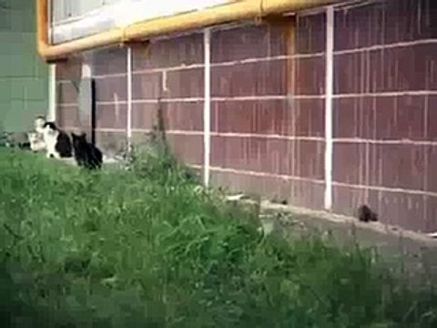 Giant Rat Attacks Cats