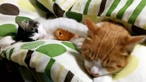 寝たい猫と遊びたい子猫が可愛すぎる Kittens sleeping cute