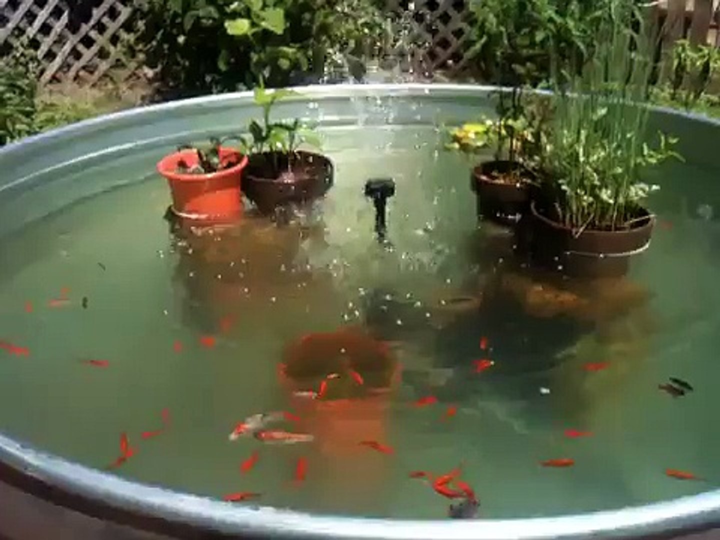 Stock Tank For Fish Pond Best Decorations