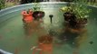 Koi fish and Gold fish stock tank garden pond