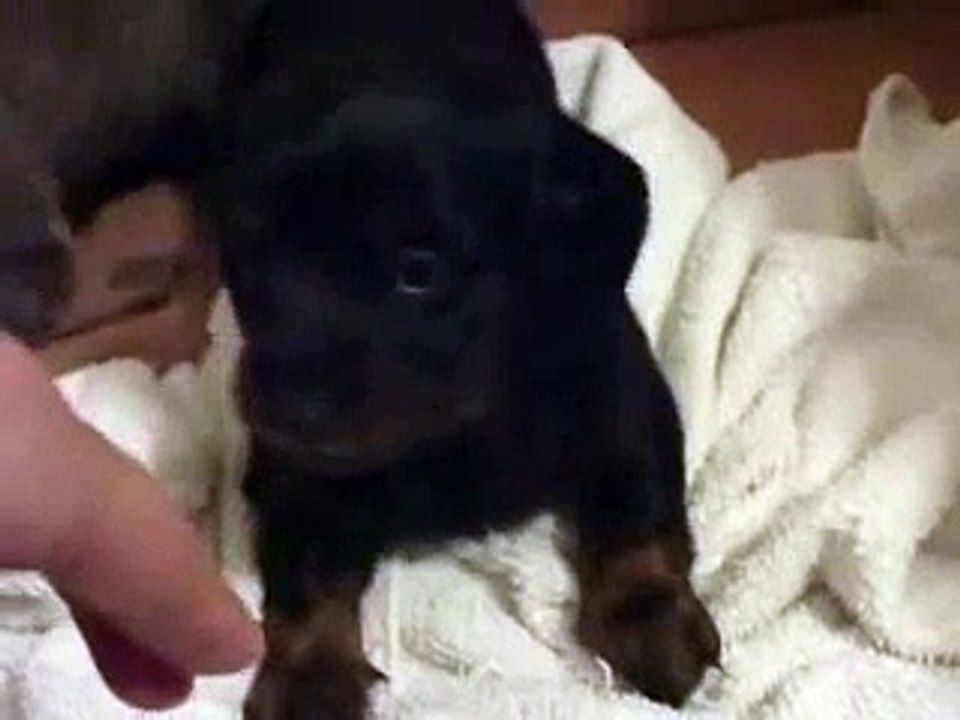 Puppy Playing