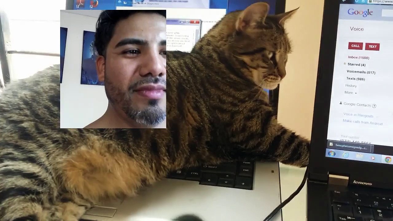 Annoying Angry cat thinks she owns the laptop smh #pixiethecat