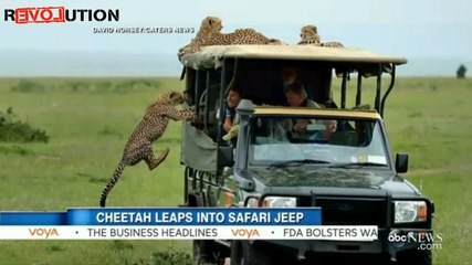 Cheetah Jumps Into Tourist's Safari Jeep